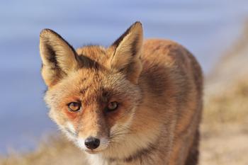 ��ͨ�˿��ϱ�����Ƶ��������ί���ҹ��ƻ�����40��������4�ڶ���...